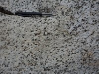 _DSC2900  La trondhjémite est une roche magmatique caractérisée par une très faible teneur en feldspath potassique. Elle contient des plagioclases calco-sodiques, du&hellip;