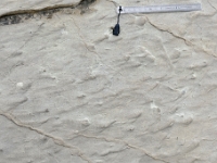 DSC9174 DxO  Flute casts et bioturbation.