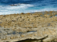 DSC9219 DxO  Et là, découverte des paramoudras, boules et tubes gréseux enchassés dans le flysch. Géoformes énigmatiques, il existe plusieurs hypothèses : concrétions organisées autour du terrier de vers, figures de charges de fluides en surpression...