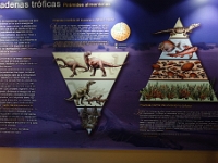 DSC9466 DxO  Comment expliquer qu&#39;il y ait dans cet écosystème plus de carnivores que d&#39;herbivores ?
