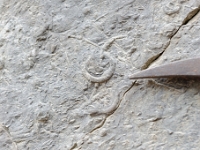 DSC9552 DxO
