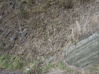 DSC1957  Un peu plus loin, la coulée de pillow lavas repose sur un niveau de brêches volcaniques finement stratifiées.