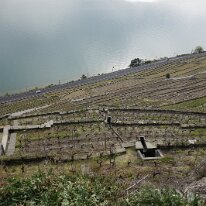 _DSC3483 ...et les vignobles de Lanvaux à l'ouest de Lausanne, classés au patrimoine mondial de l'Unesco