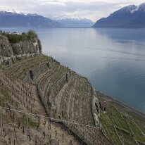 _DSC3488 Vignoble de Lavaux