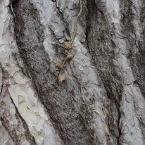 _DSC3535