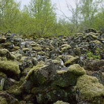 _DSC0080